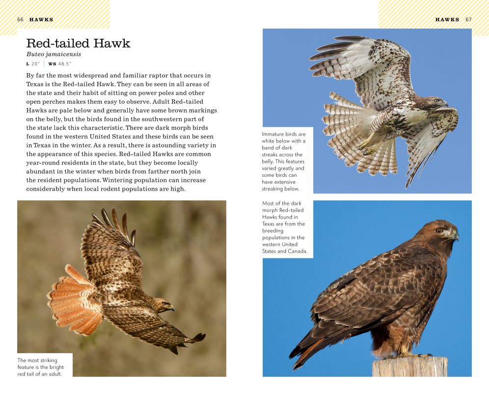 American Birding Association Field Guide to Birds of Texas