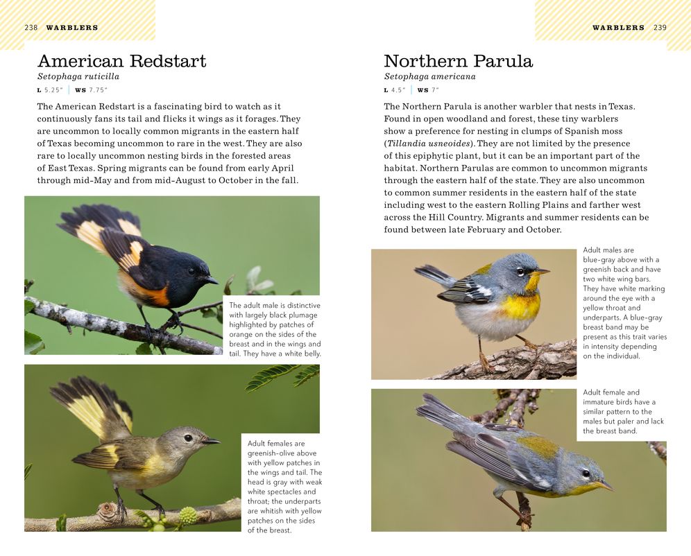 American Birding Association Field Guide to Birds of Texas