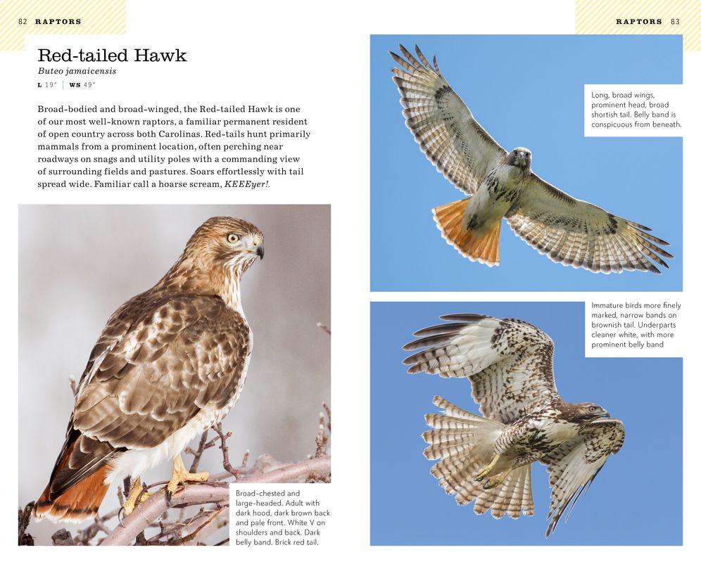 American Birding Association Field Guide to Birds of the Carolinas