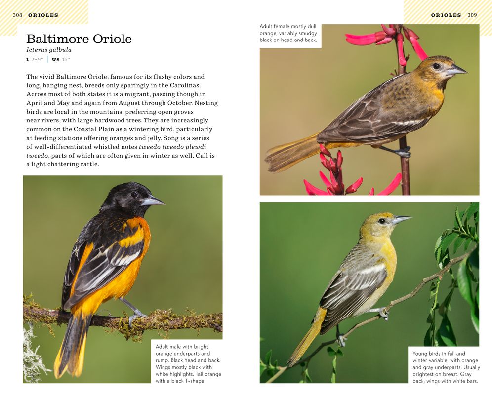 American Birding Association Field Guide to Birds of the Carolinas