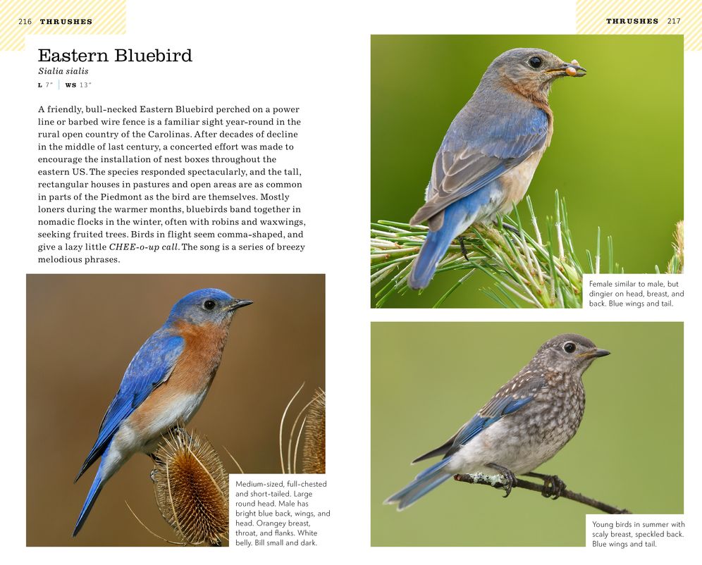 American Birding Association Field Guide to Birds of the Carolinas