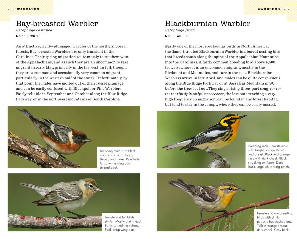 American Birding Association Field Guide to Birds of the Carolinas