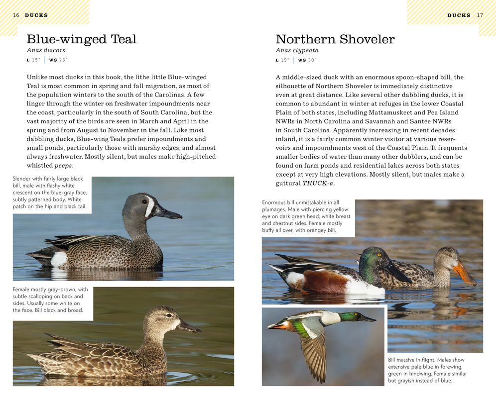 American Birding Association Field Guide to Birds of the Carolinas