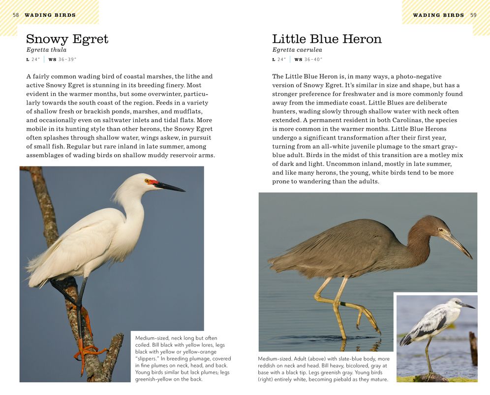 American Birding Association Field Guide to Birds of the Carolinas