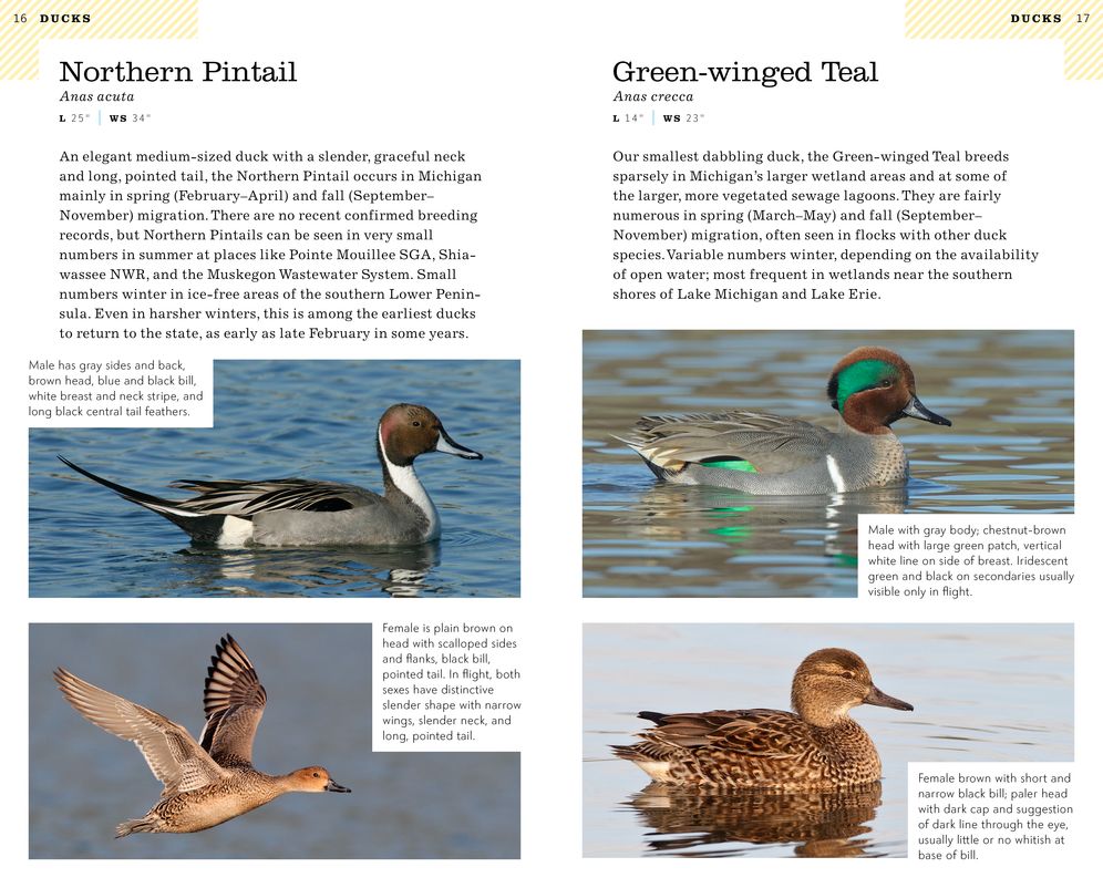 American Birding Association Field Guide to Birds of Michigan