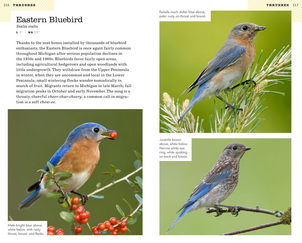 American Birding Association Field Guide to Birds of Michigan