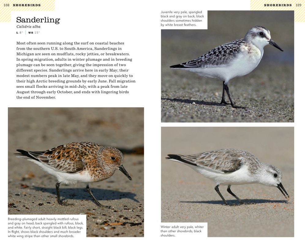 American Birding Association Field Guide to Birds of Michigan