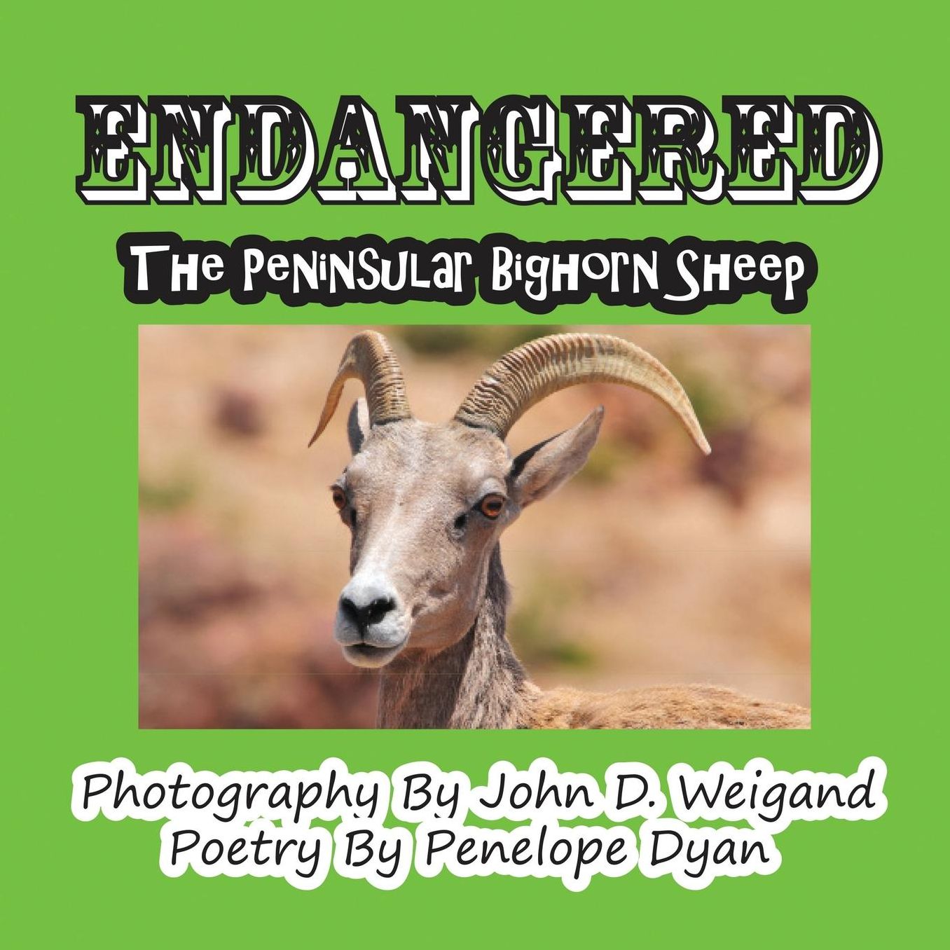 Endangered--The Peninsular Bighorn Sheep
