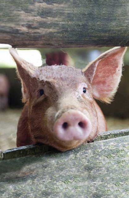 Pig Blank Journal