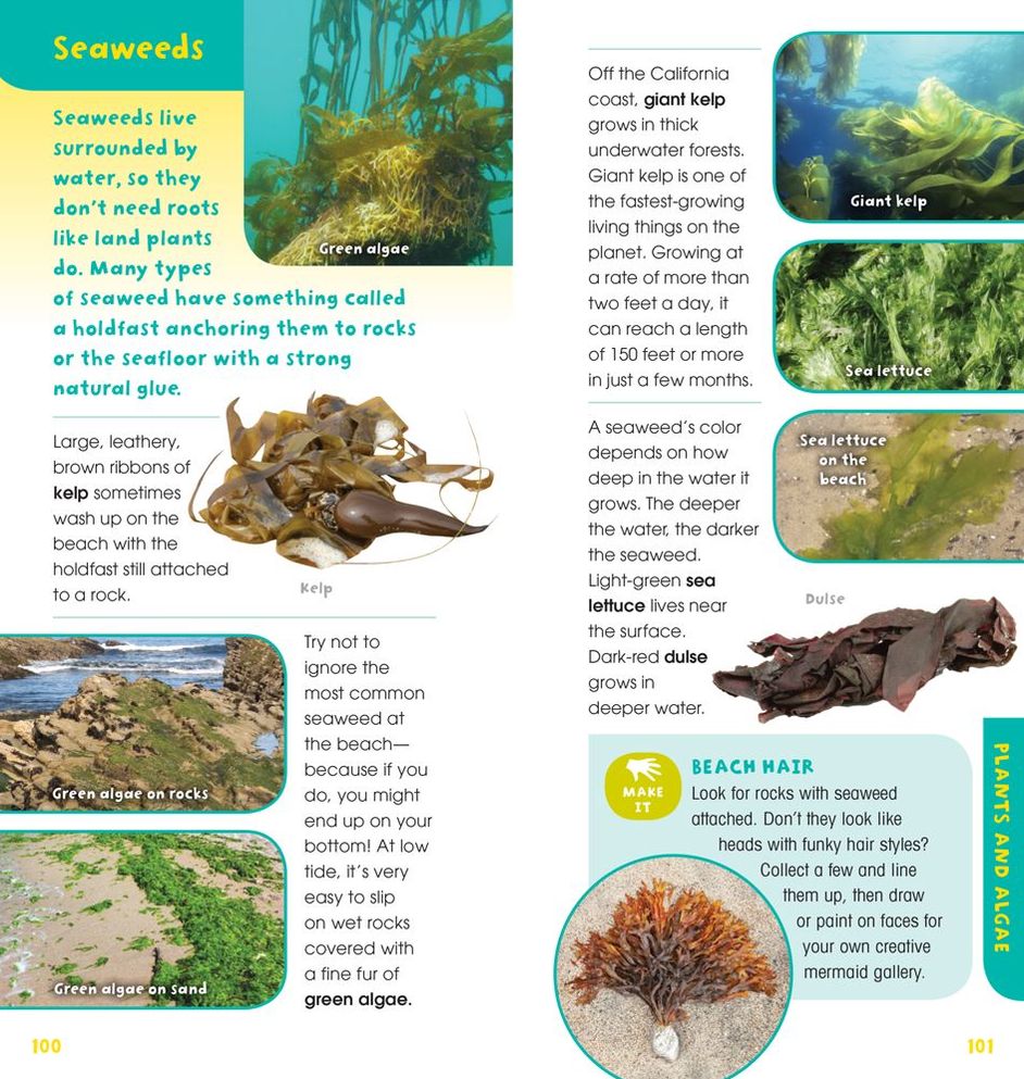 A Walk on the Beach: Into the Field Guide (Treasure Box)