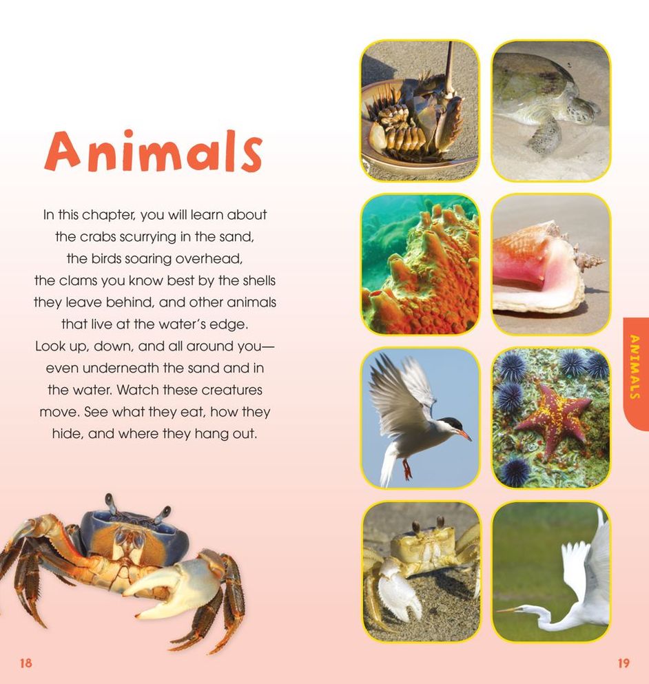 A Walk on the Beach: Into the Field Guide (Treasure Box)