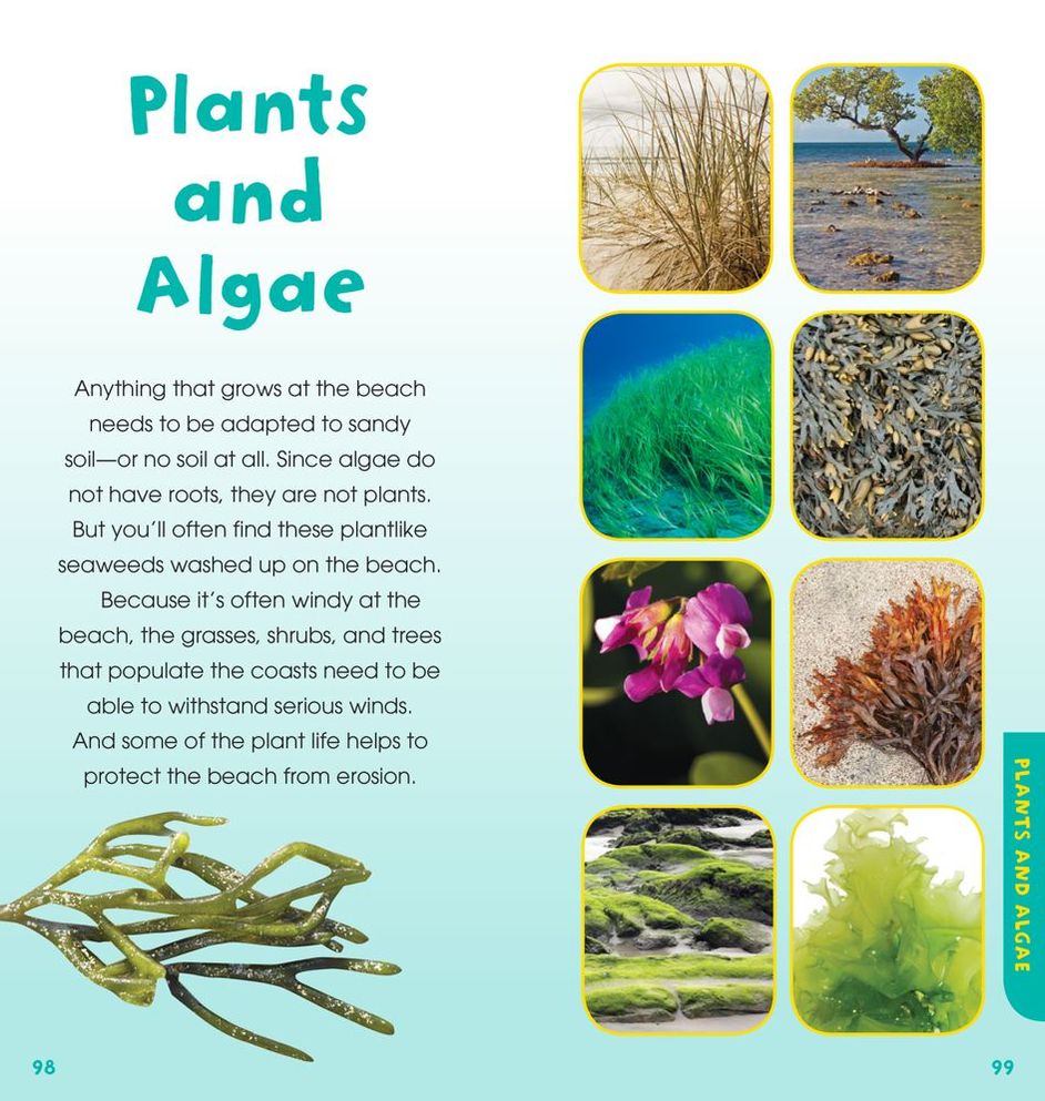 A Walk on the Beach: Into the Field Guide