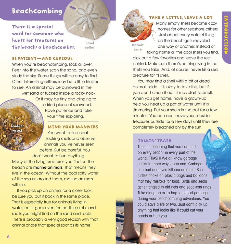 A Walk on the Beach: Into the Field Guide