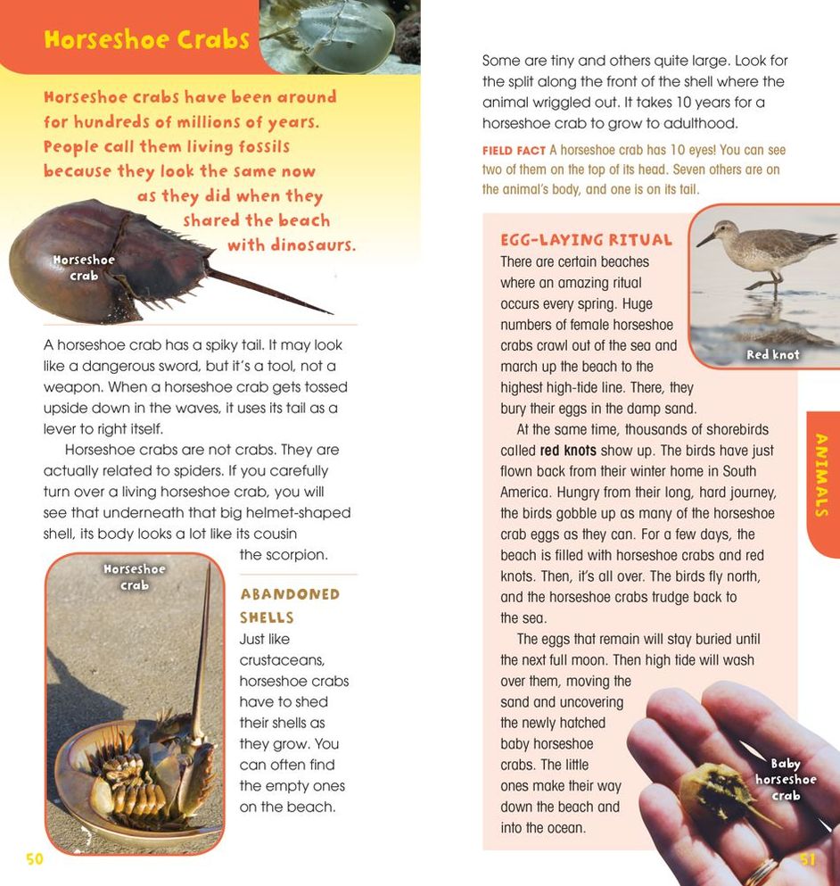 A Walk on the Beach: Into the Field Guide