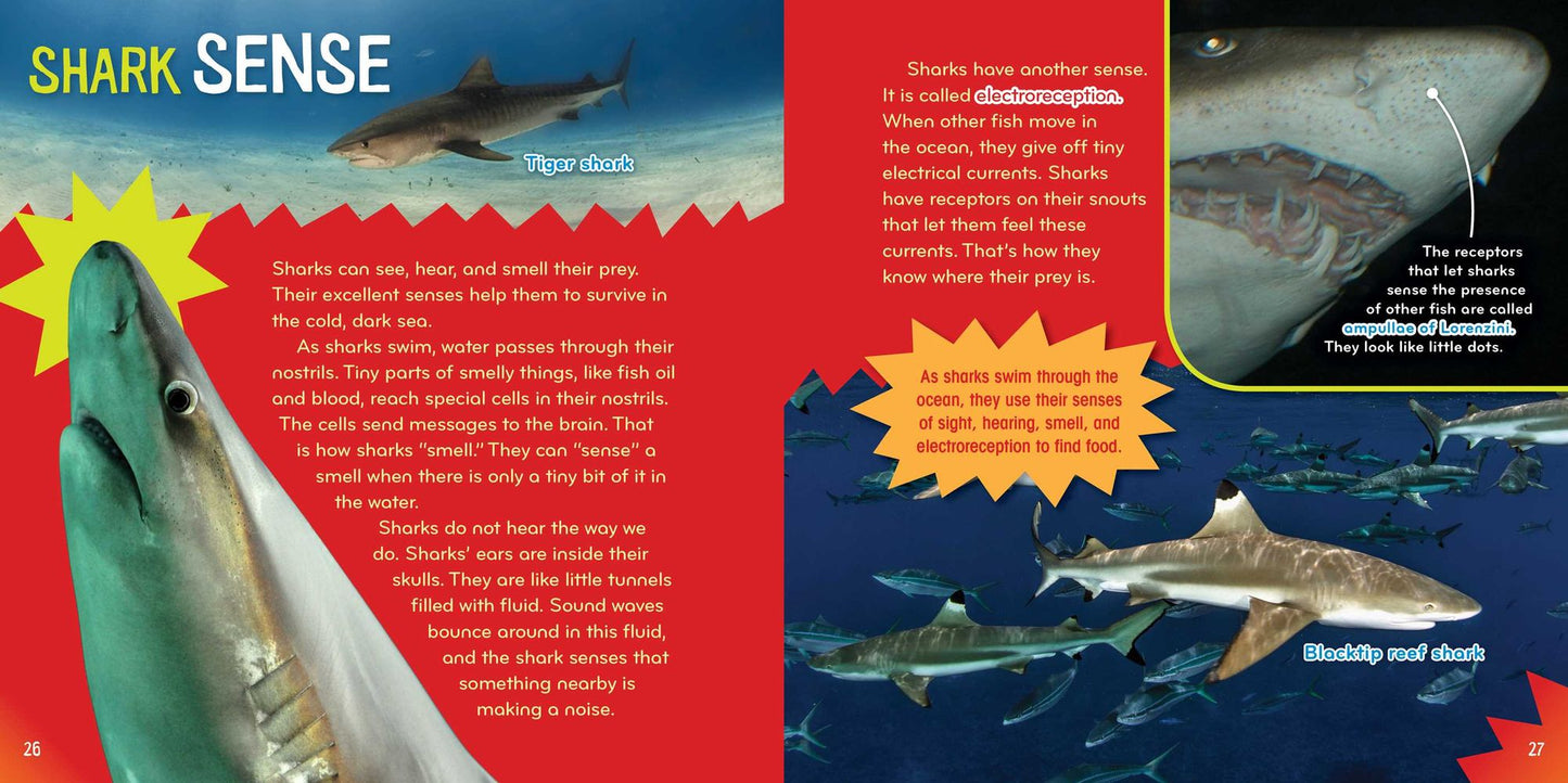Shark-tastic! (Science with Stuff Series)