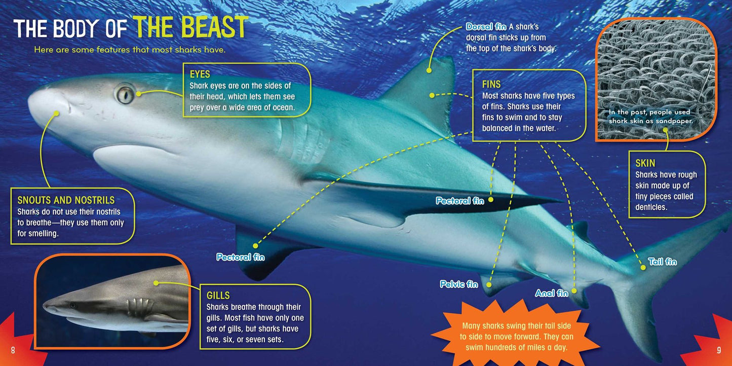 Shark-tastic! (Science with Stuff Series)