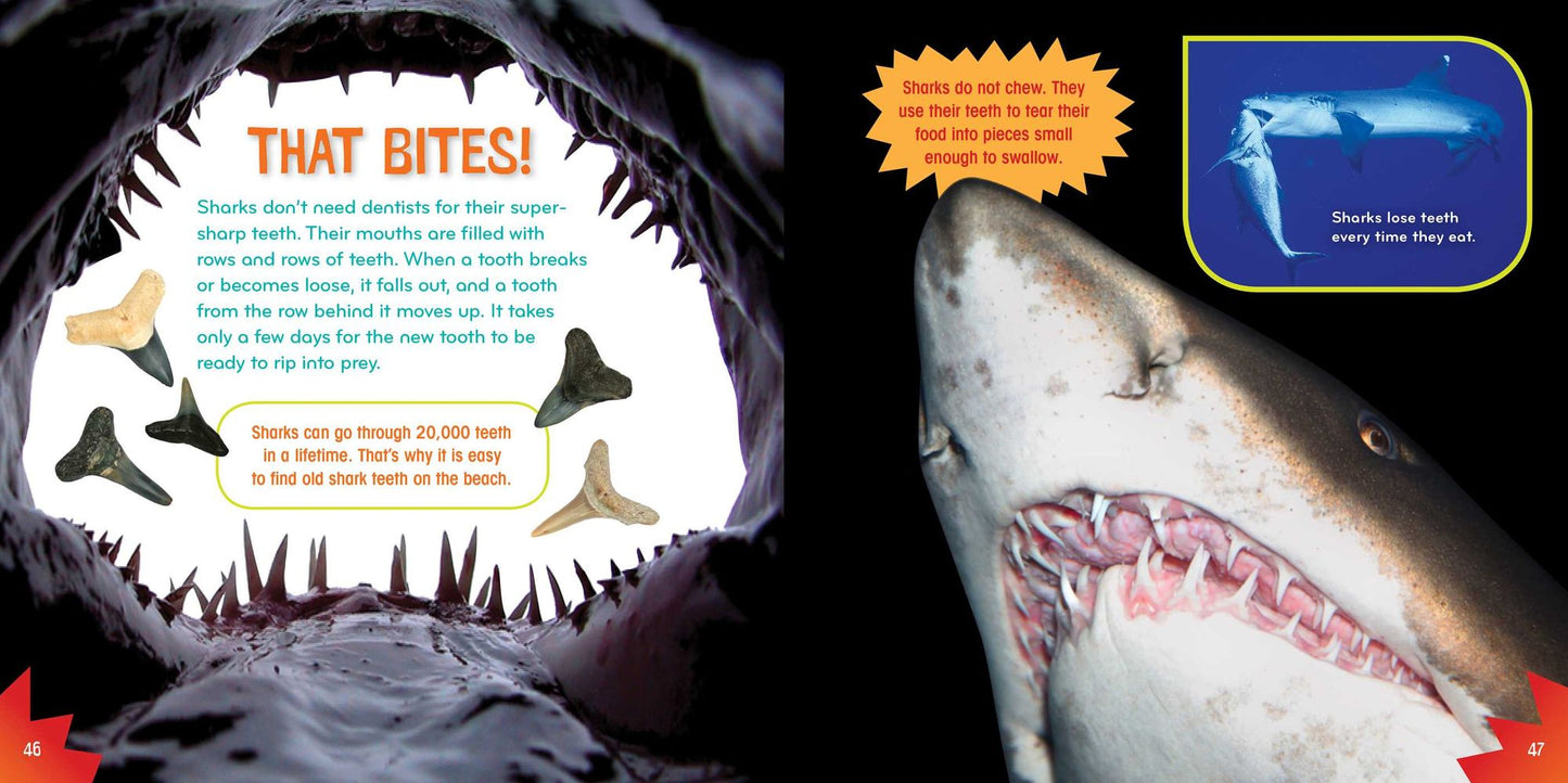 Shark-tastic! (Science with Stuff Series)