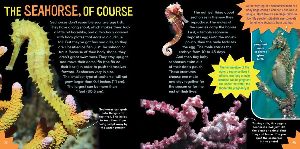Sea-Sational (Science with Stuff Series)