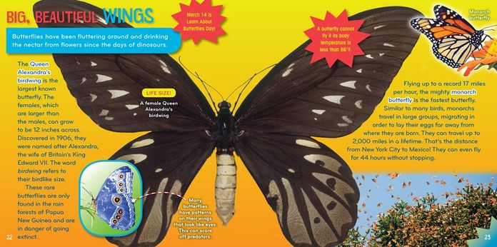 Insect-o-mania! (Science with Stuff Series)