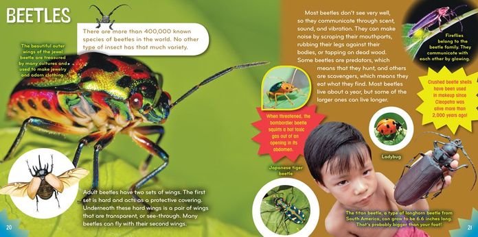 Insect-o-mania! (Science with Stuff Series)