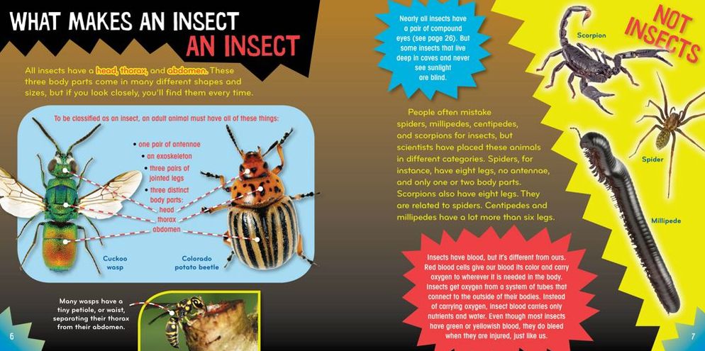 Insect-o-mania! (Science with Stuff Series)