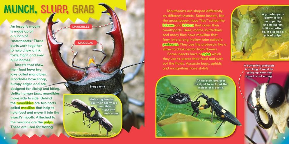Insect-o-mania! (Science with Stuff Series)
