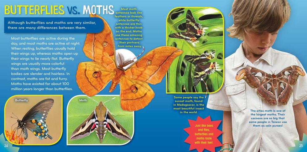 Insect-o-mania! (Science with Stuff Series)