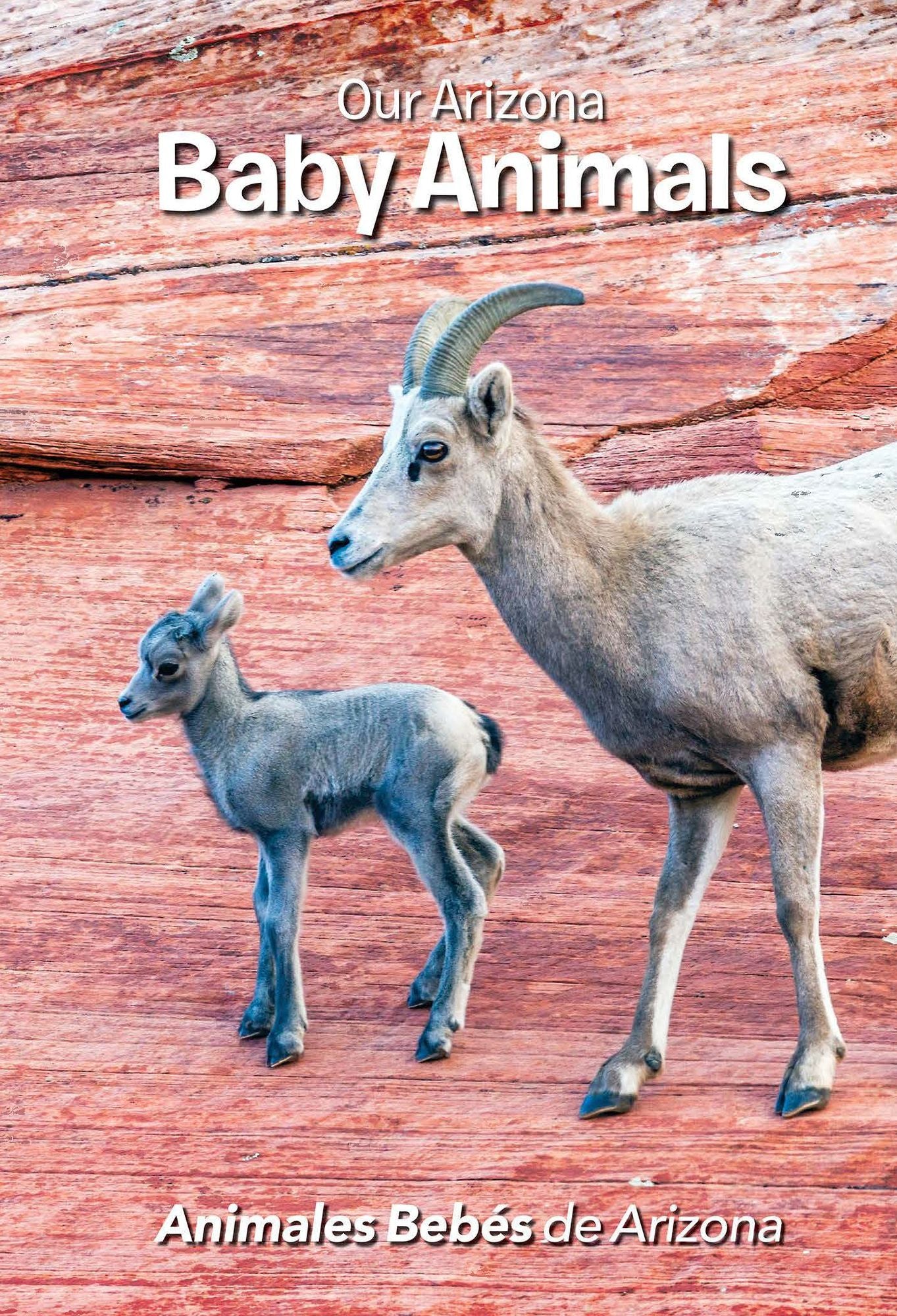 Our Arizona Baby Animals: Baby Animals