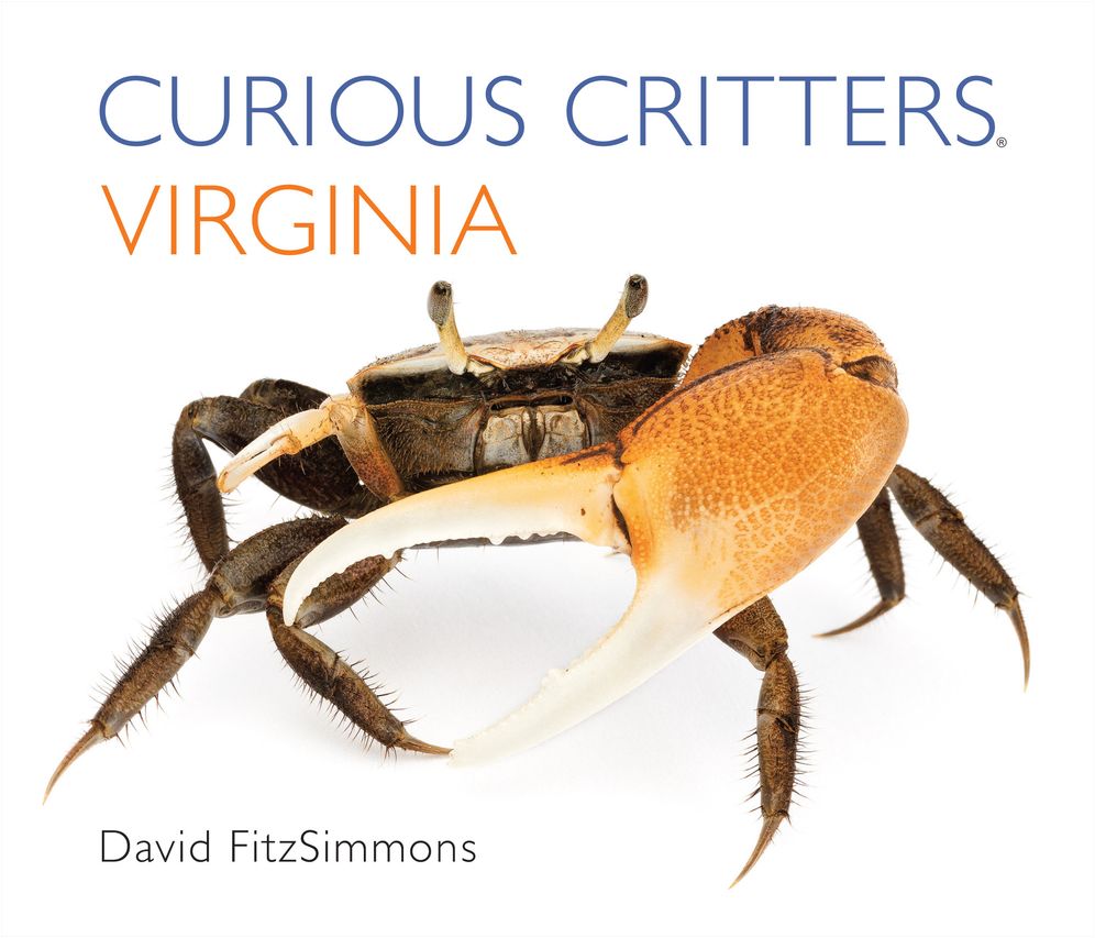 Curious Critters Virginia