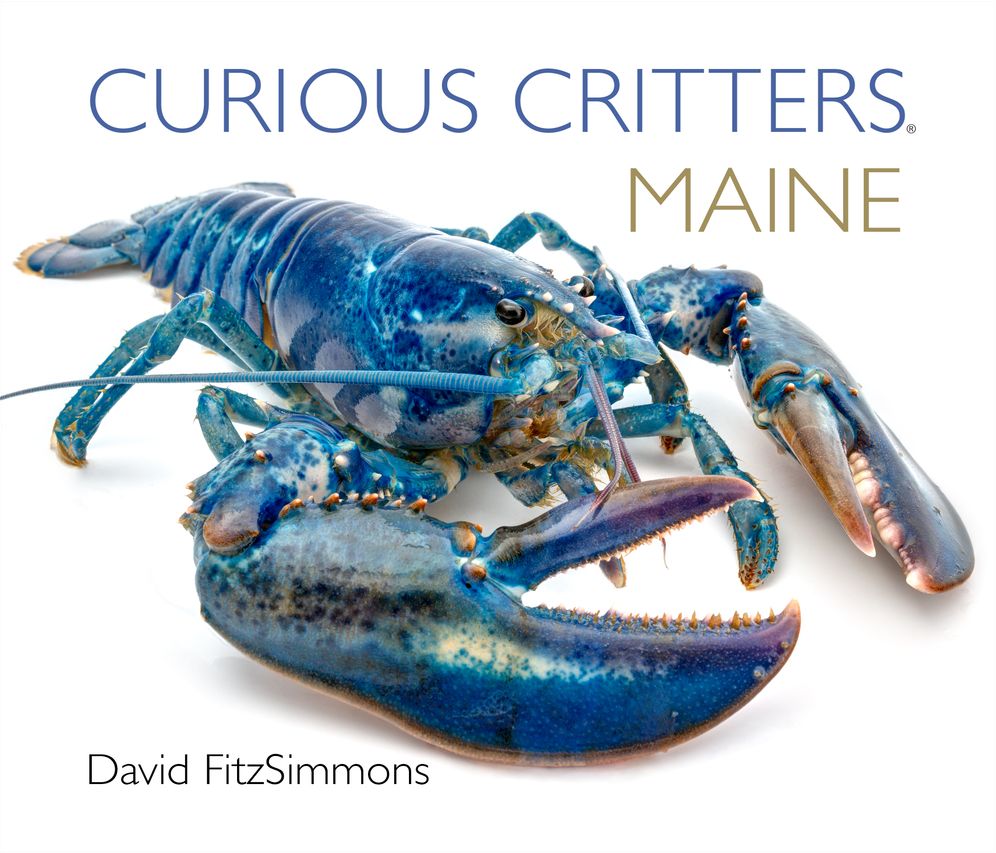 Curious Critters Maine