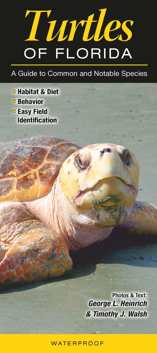 Turtles of Florida: A Guide to Common and Notable Species