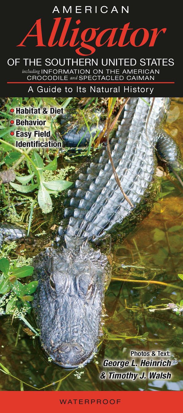 American Alligator of the Southern United States