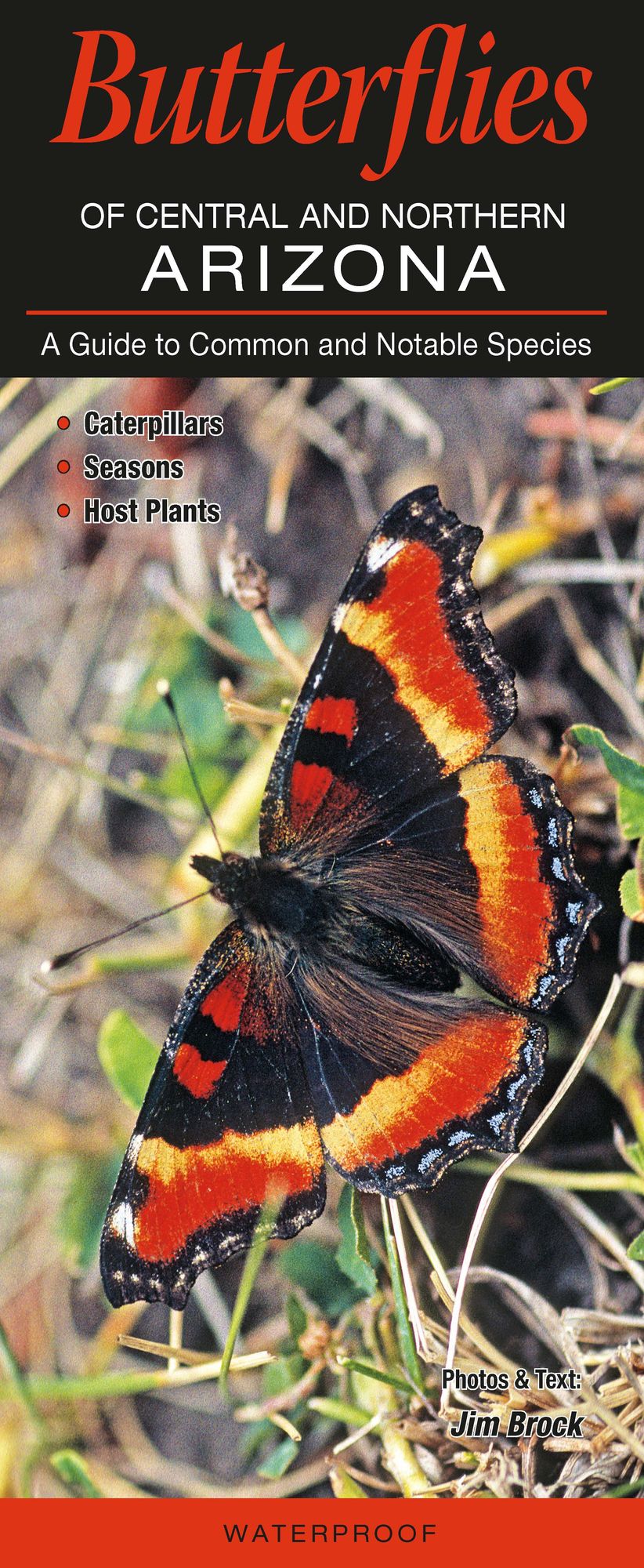 Butterflies of Central & Northern Arizona: A Guide to Common & Notable Species