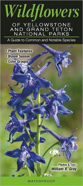 Wildflowers of Yellowstone and Grand Teton National Parks: A Guide to Common and Notable Species