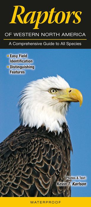 Raptors of Western North America: A Guide to Common and Notable Species