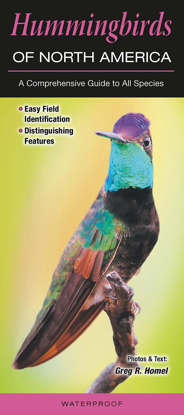 Hummingbirds of North America: A Guide to Common and Notable Species