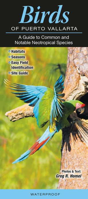 Birds of Puerto Vallarta: A Guide to Common and Notable Species