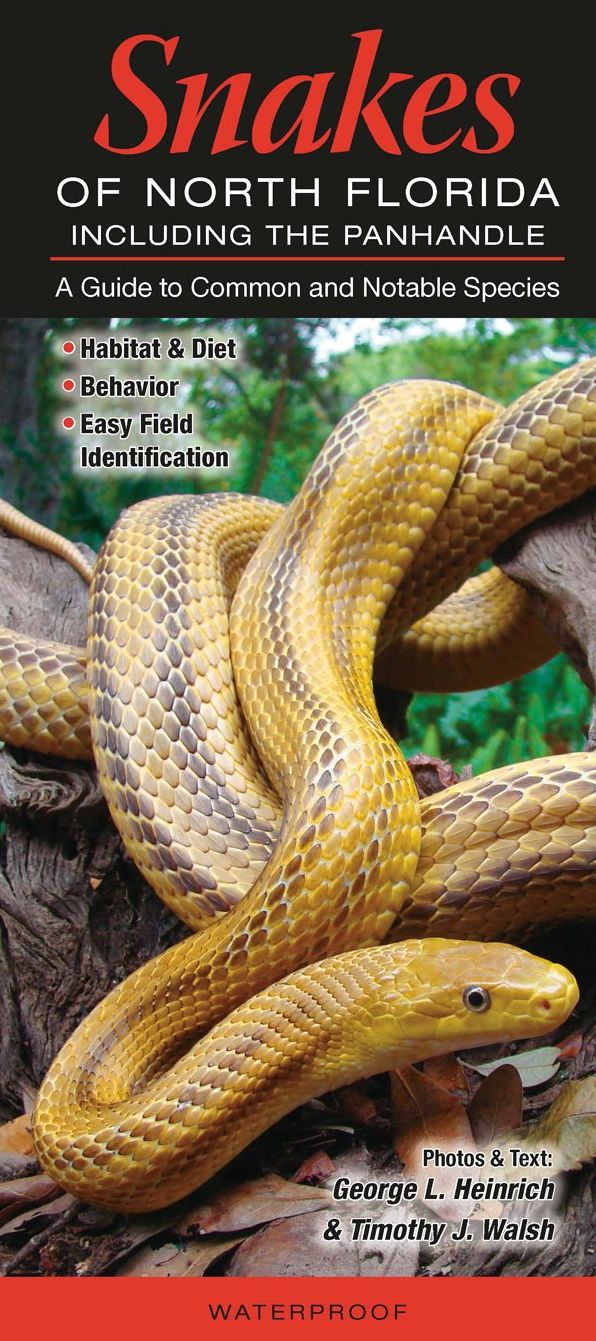Snakes of North Florida Including the Panhandle: A Guide to Common and Notable Species