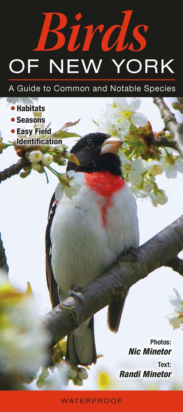 Birds of New York: A Guide to Common and Notable Species