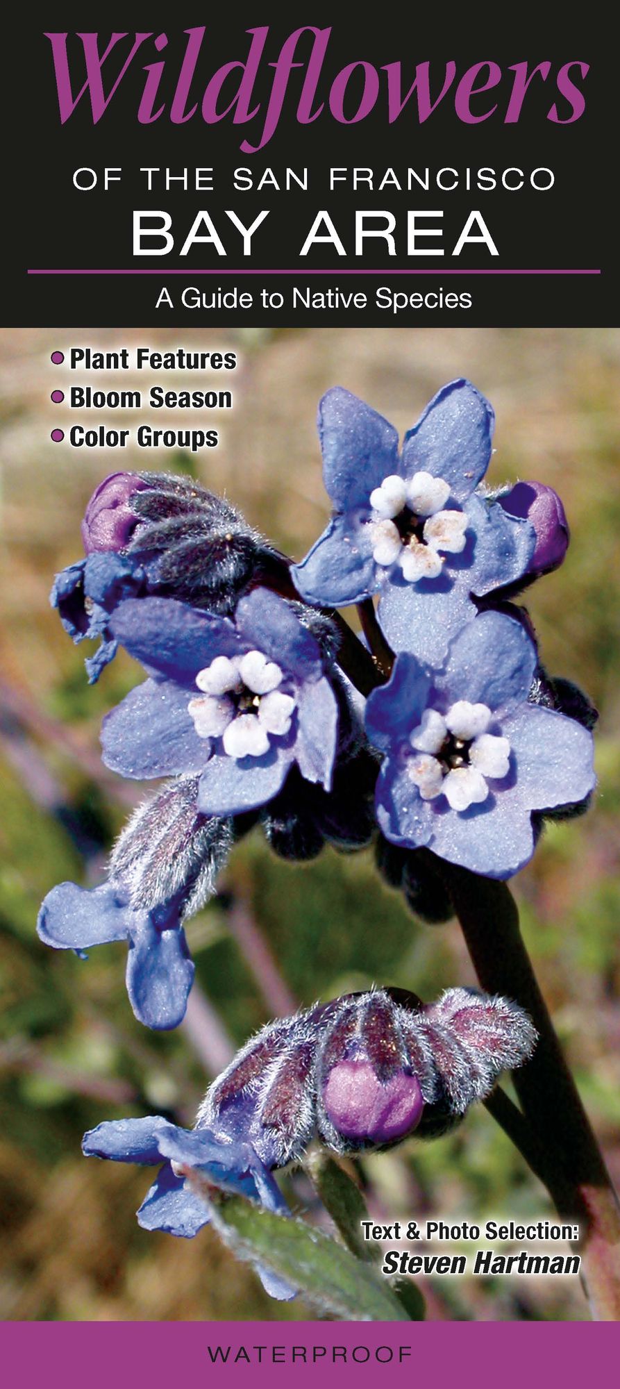 Wildflowers of the San Francisco Bay Area: A Guide to Common Native Species