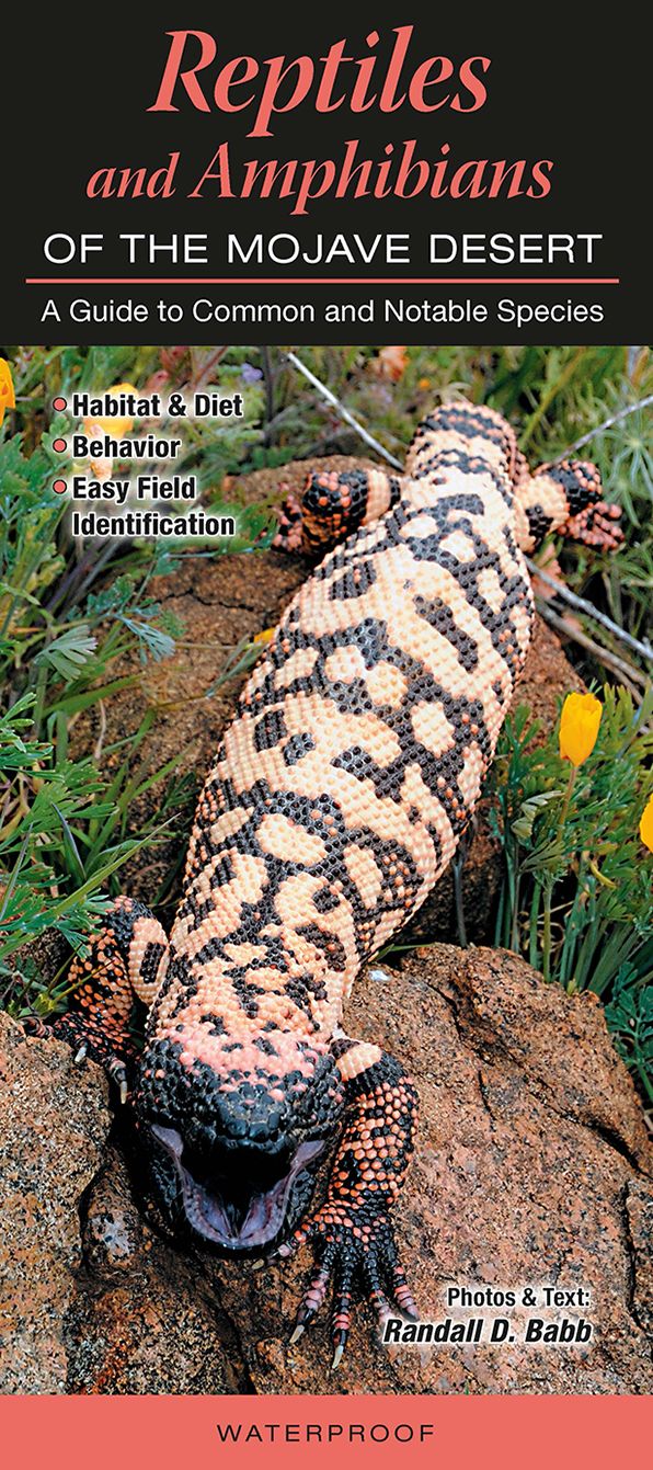 Reptiles and Amphibians of the Mojave Desert: A Guide to Common and Notable Species