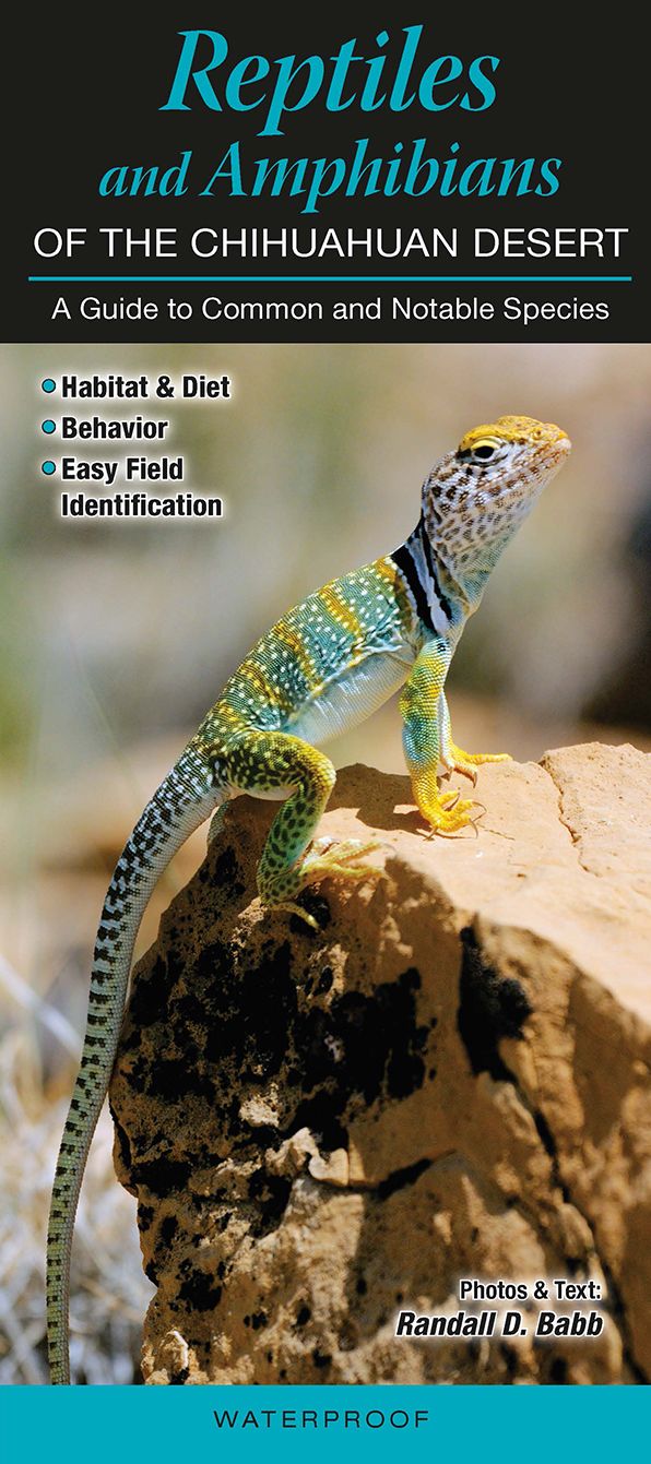 Reptiles and Amphibians of the Chihuahuan Desert: A Guide to Common and Notable Species