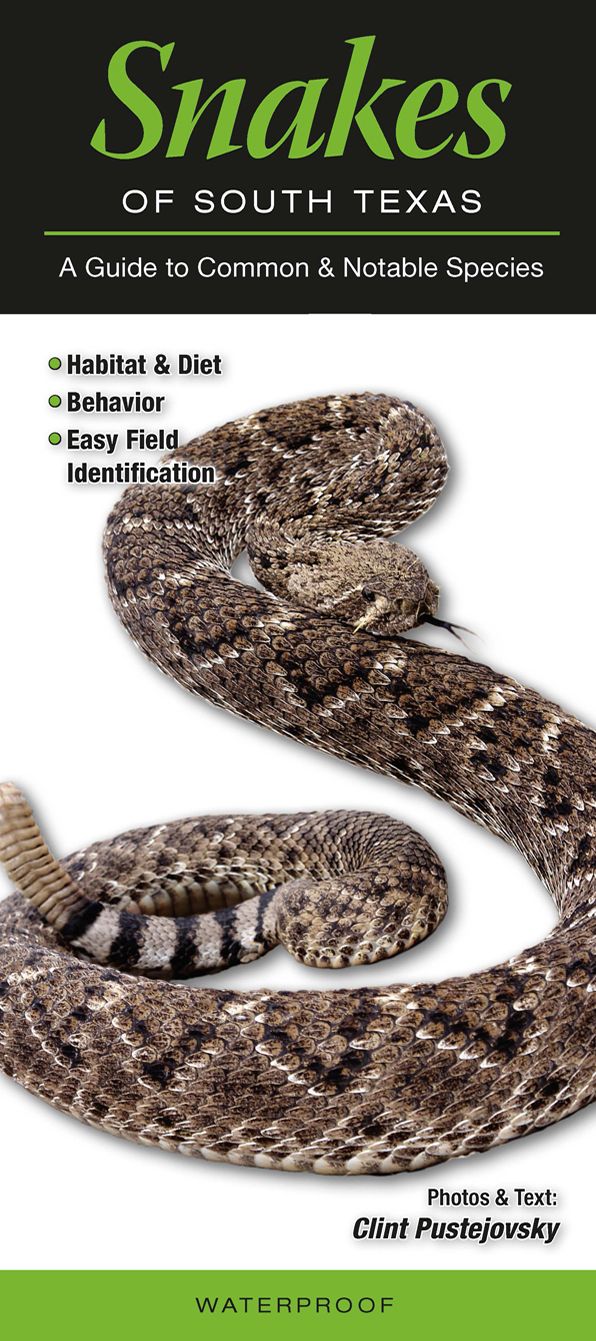 Snakes of South Texas: A Guide to Common and Notable Species