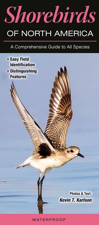 Shorebirds of North America: A Comprehensive Guide to All Species