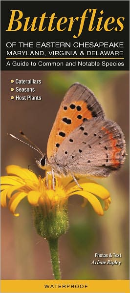 Butterflies of the Eastern Chesapeake - Maryland , Virginia, Delaware: A Guide to Common and Notable Species