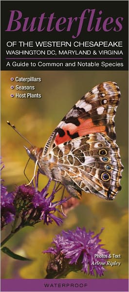 Butterflies of the Western Chesapeake - Washington, DC, Maryland, Virginia: A Guide to Common and Notable Species