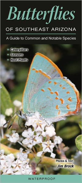 Butterflies of Southeast Arizona: A Guide to Common and Notable Species
