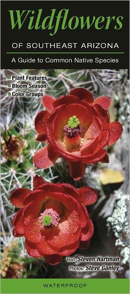 Wildflowers of Southeast Arizona: A Guide to Common Native Species