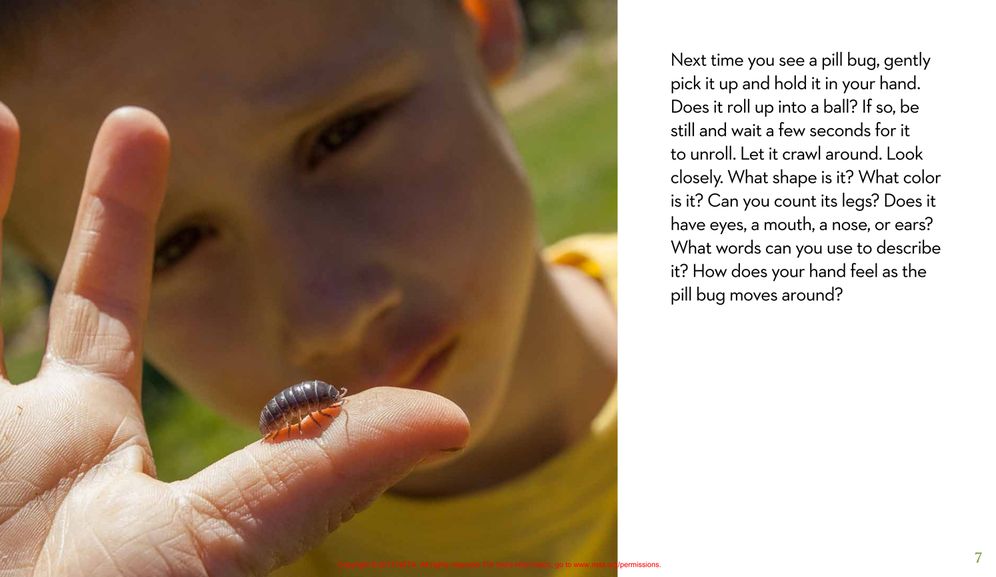 Next Time You See a Pill Bug