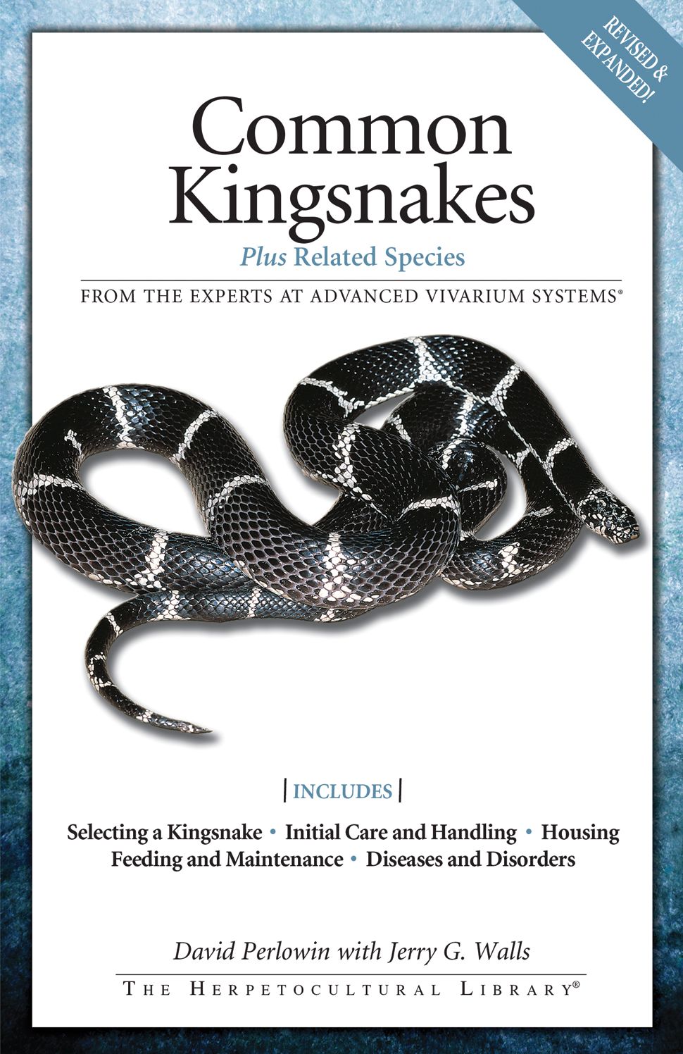 Common Kingsnakes